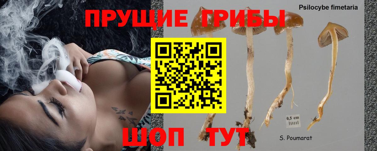 Псилоцибиновые грибы GOLDEN TEACHER Ноябрьск